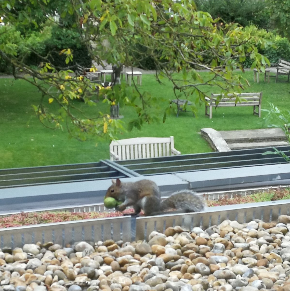 SOFOtrust's tweet photo. Someone's been pinching nuts from @OxonMuseum and stashing them on our roof. 

Now, after some intense intelligence gathering operations, we've finally caught the culprit red (grey?) handed 🌰🐿️

#Nuts #CompletelyNuts #Woodstock #Oxfordshire #Cottswolds https://t.co/5nZ6oBHIFD