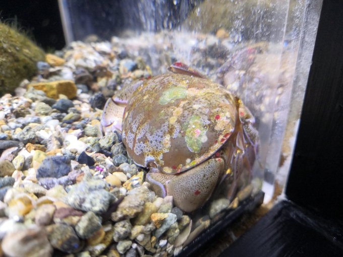 スベスベマンジュウガニのtwitterイラスト検索結果 スベスベマンジュウガニのtwitterイラスト検索結果