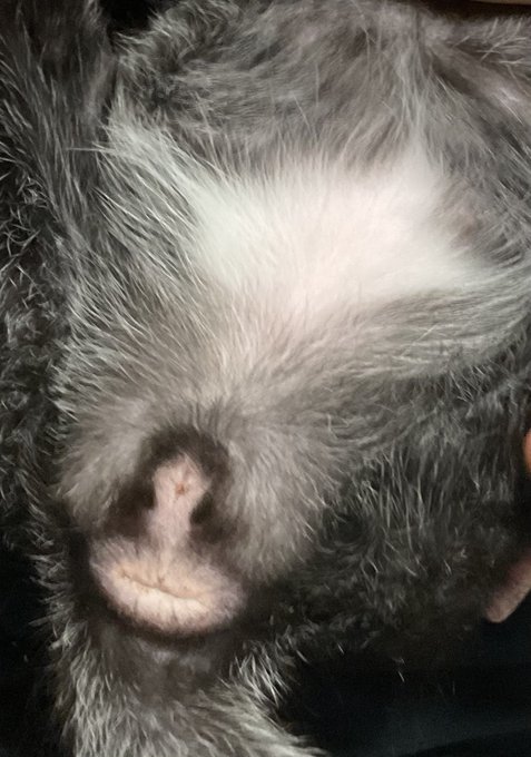 サルの顔に見える 