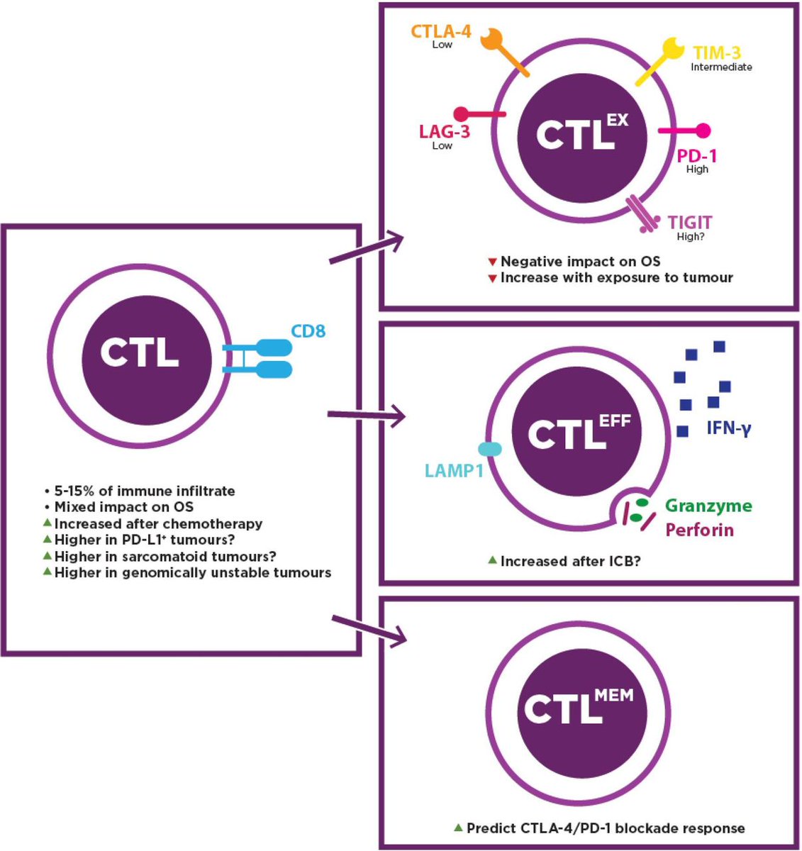 New #JITC review: Matter of TIME: the tumor-immune microenvironment of mesothelioma and implications for checkpoint blockade efficacy ow.ly/21Ag50G9DSb @dean_fennell