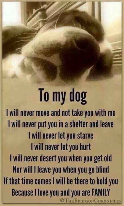 #CharlotteMaxwellJones #KSAnimalRescue This is why you and your staff’s work is so important! This says dogs but it applies to all animals! By doing your hard work you make this possible for future owners to love and care about the animals! #NoPawsLeftBehind