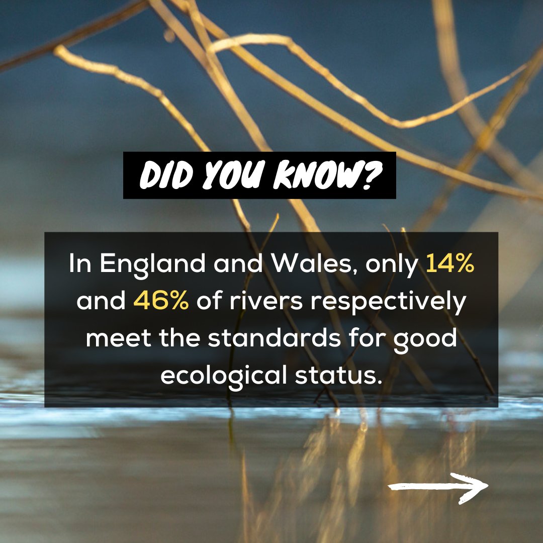 Did you know that in England and Wales, only 14% and 46% of rivers respectively meet the standards for good ecological status, and in Northern Ireland, only 31% of waterbodies are classified as good or high quality?