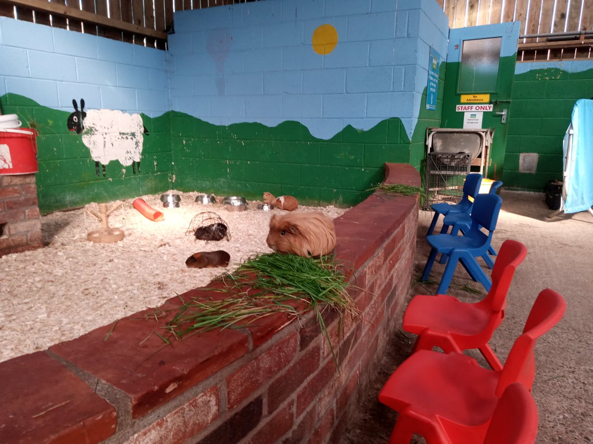 David Shields (@davidshields16) on Twitter photo Great to catch up with the guys #MonkPark <a href="/YHLParks/">YORK HOUSE LEISURE</a> definitely an #attraction for a family visit & look out for their #Halloween events
The #GuineaPigs were definitely having a relaxing morning
<a href="/DiscHambleton/">Discover Hambleton</a>
<a href="/Herriotcountry/">Herriot Country</a>
#DiscoverHambleton Great to catch up with the guys #MonkPark <a href="/YHLParks/">YORK HOUSE LEISURE</a> definitely an #attraction for a family visit & look out for their #Halloween events
The #GuineaPigs were definitely having a relaxing morning
<a href="/DiscHambleton/">Discover Hambleton</a>
<a href="/Herriotcountry/">Herriot Country</a>
#DiscoverHambleton