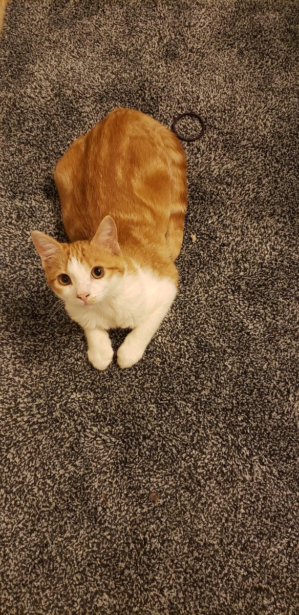 Lil kitten Nyxie 🥰 plays with everything she finds!