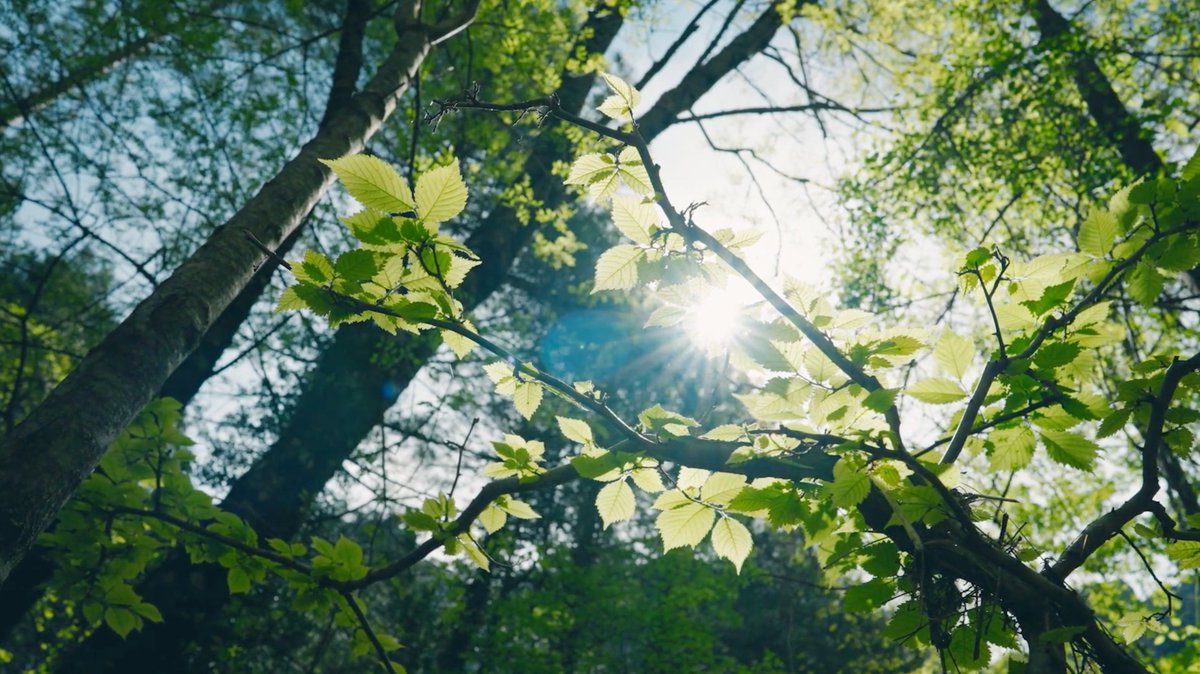 Un pequeño adelanto del nuevo proyecto que hemos realizado para <a href="/iberchem/">Iberchem</a> 

"The Forest of the Future: Iberchem (Expo Dubai)"

Producción <a href="/baikalvisual/">Baikal</a>
Dirección: <a href="/jesusruizropero/">Jesús Ropero</a> 
Dop y Etalonaje. Raúl Soriano 
Iluminación <a href="/Misterestudio/">Misterestudio</a> 
Música <a href="/komorebimusica/">KOMOREBI</a>