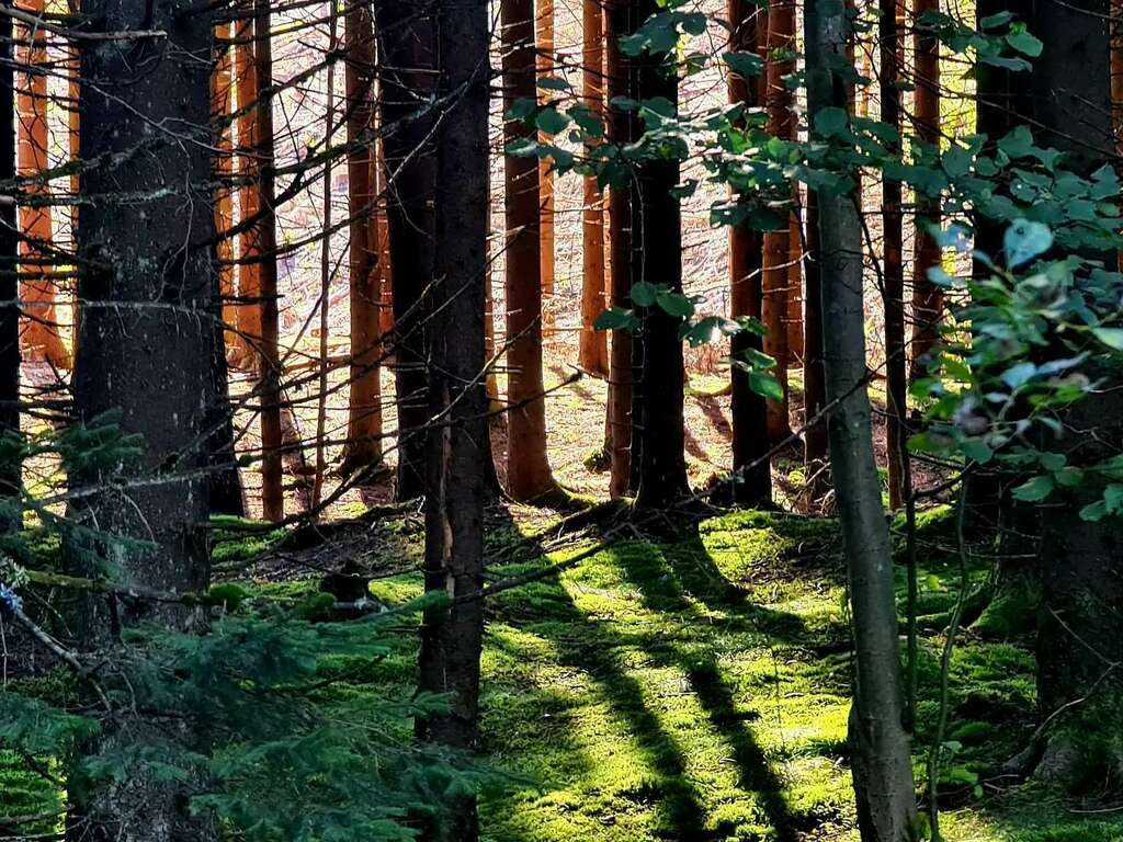 OvernTM's tweet photo. 🌲🌲🌲🌲🌲🌲🌲 https://t.co/45a4Pw94rz https://t.co/MwehRSEHTJ