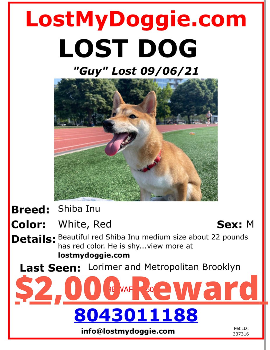 PLEASE SHARE AND HELP: . #shibainu #missingdog #dogs #help #williamsburg #eastwilliamsburg #bushwick #bushwickbrooklyn #lostdog #reward #help #brooklyn #nyc #shibasofinstagram #shibasofnyc #dog #spca #animalcare #newyork #newyorkcity