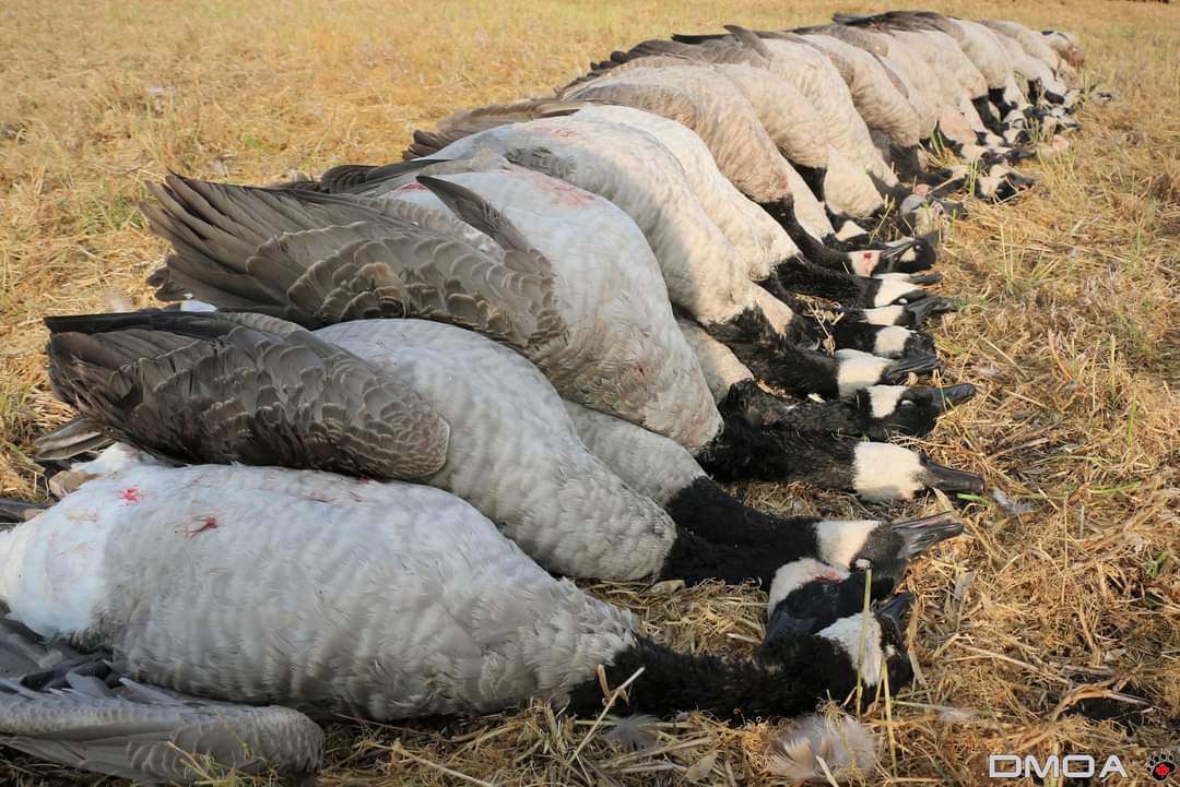 #WaterfowlWednesday 
When things come together and you get to pile up the big boys! 
@BenelliCanada #DMOA #SkyPandas #Alberta #Hunting