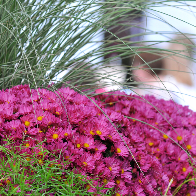 Whether you are looking to buy some British-grown #plants, listen to #gardeningadvice &amp; tips, or just simply admire some beautiful flowers, #TheGardenShow at Broadlands, Romsey will tick all of those boxes for you. 🌸

You can pre-book your tickets online. buff.ly/3k2Rcbz