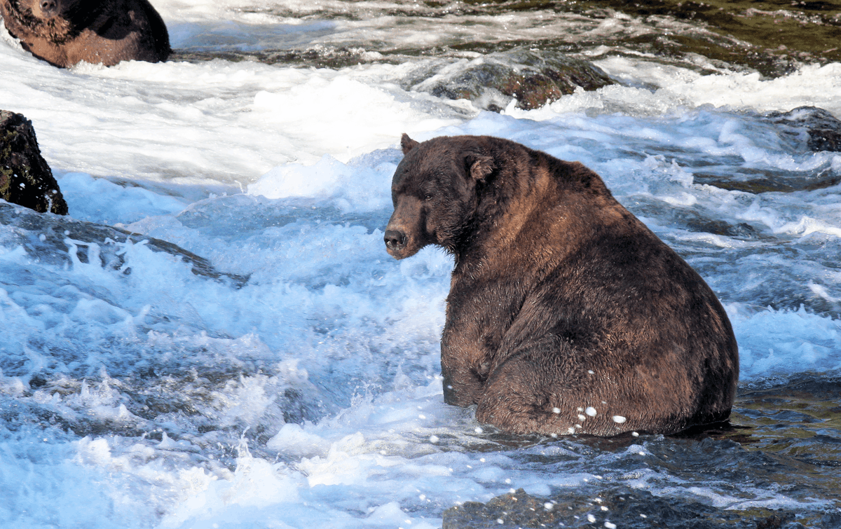 KatmaiNPS's tweet photo. This bear has been practicing the over-the-shoulder pose for his Fat Bear Week (FBW) glamour shot! The annual competition is only two weeks away! Join us during FBW (Sept 29-Oct 5) to make your pick for 2021’s plump champion at https://t.co/thJwxp9wuP.

Photo courtesy of S. Gage https://t.co/04BEK7yzgx