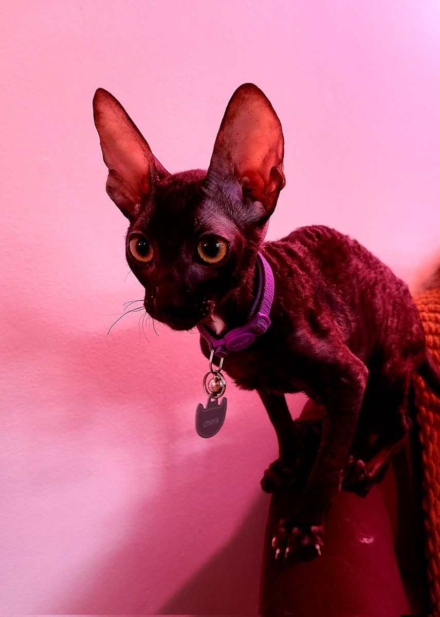 A different kind of doom and gloom post. This week we added a little goth baby to our family. Meet Onyx, he's a #cornishrex kitten here to steal your soul with cuteness.