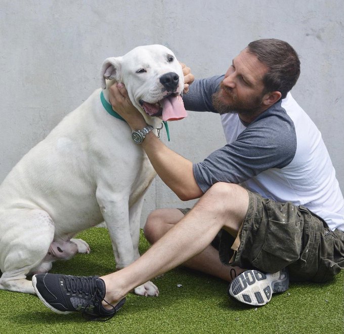 Happy Birthday Tom Hardy, an Ambassador for Battersea. A friend to and lover of all the animals. Gets my vote.   