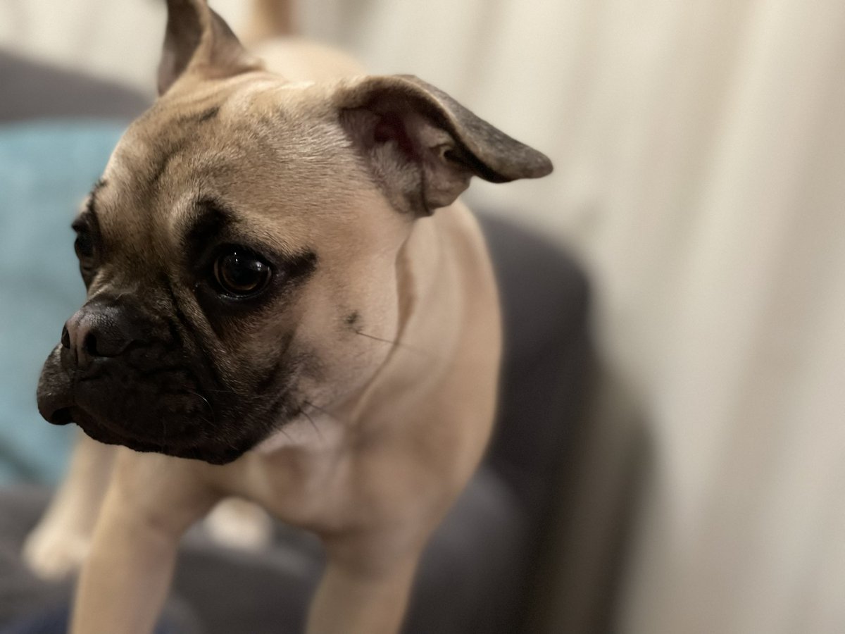 sn_wynn's tweet photo. 7 months old, cute AF #frug #frenchiepug #puppy #DogsofTwittter https://t.co/Wk4Kj2UsXL