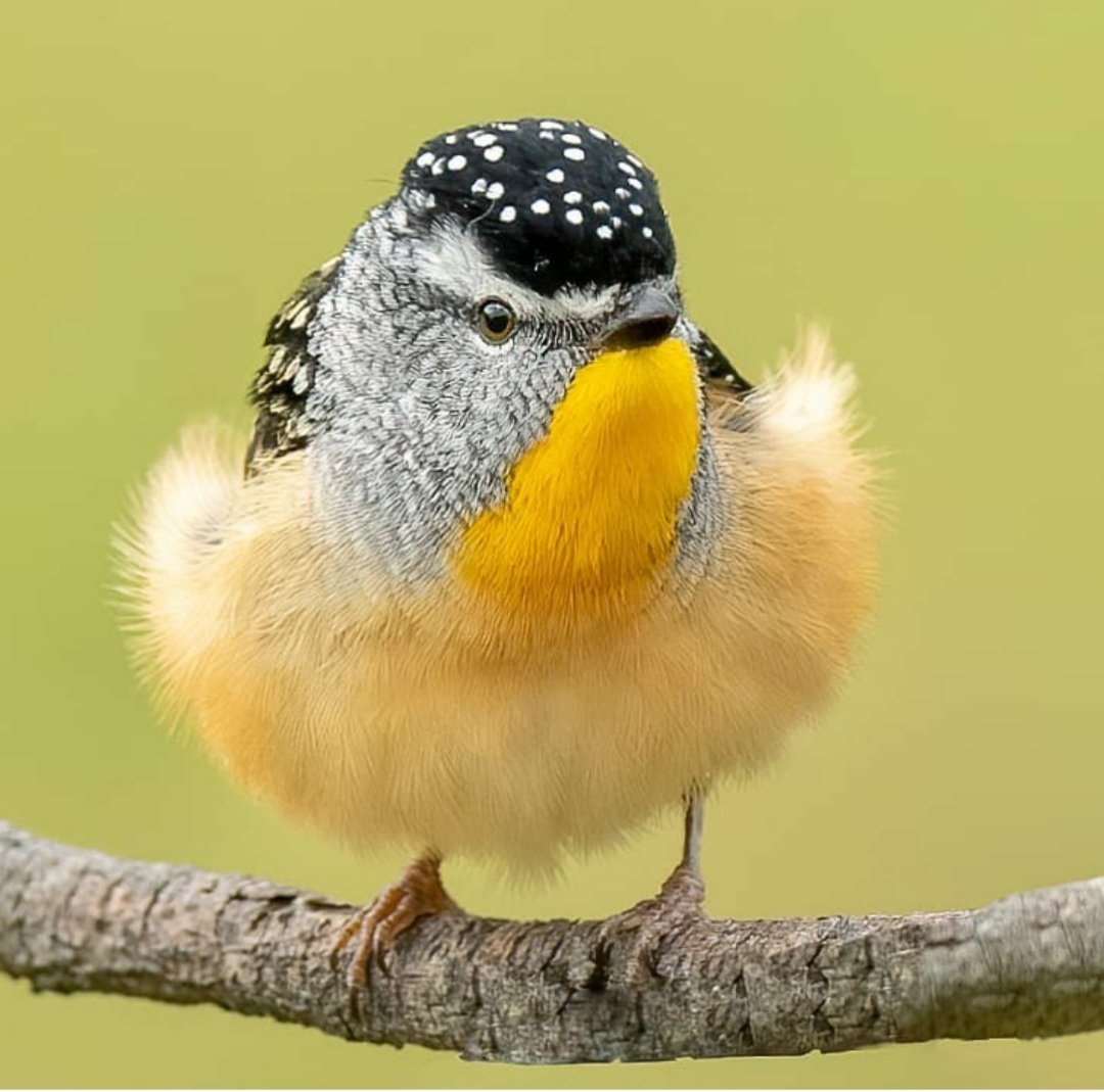 Very cute 🥰
💛🖤💛
#birds #photography #nature