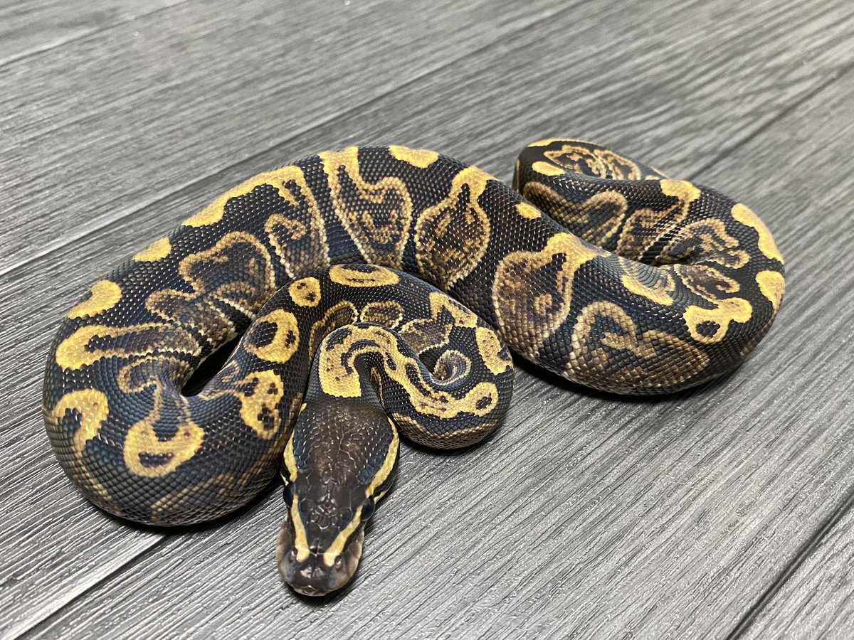 clastolepis's tweet photo. 今回は全くピンク使わずに
ファーストバイトから、ファジー〜ホッパーあたりのものを与えているので何となく成長が早い気がする
いい感じ^ ^ https://t.co/400mq39ffo