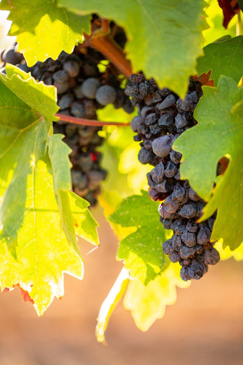 Consorzio di Tutela del Primitivo di Manduria tweet media