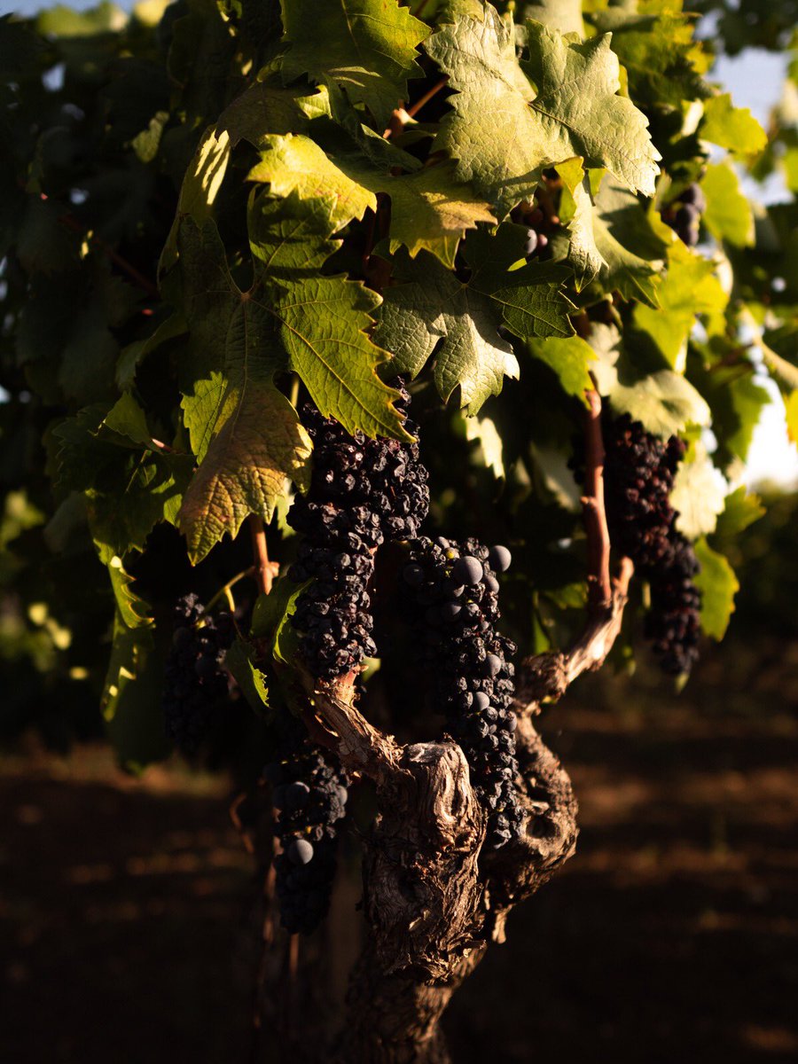 ✨ Lights, stories and magic of another harvest day coming to an end! 🍇🍷

#PrimitivodiManduriaDOP #Harvest2021 
#ItalianWine #Winelovers #Puglia #WeAreInPuglia #Wine #Vendemmia2021