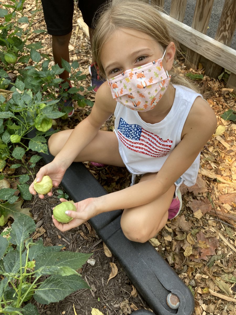 LabSchoolDC's tweet image. Fun harvest time at Foxhall Farm! The favorites seemed to be the fresh tomatoes right off the vines and the roasted tomatillo salsa.