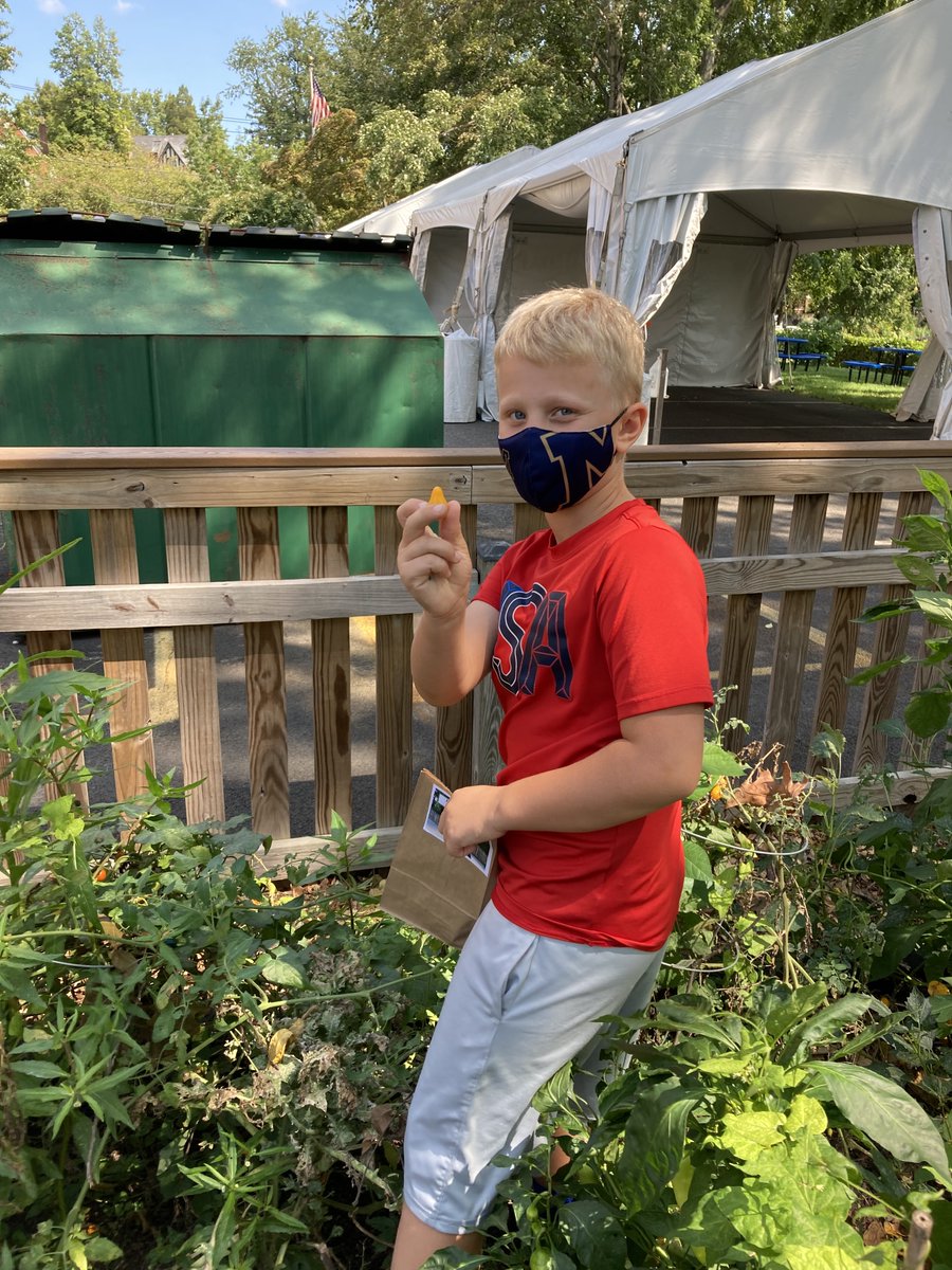 LabSchoolDC's tweet image. Fun harvest time at Foxhall Farm! The favorites seemed to be the fresh tomatoes right off the vines and the roasted tomatillo salsa.