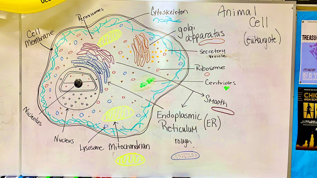 FHSBioVinson's tweet photo. Cell Organelles: how our cells work together as a unit. #littleorgans #cellcity @AdminsFHS @FCSWildcats @onceawildcat78 https://t.co/vE9dPjxVxP