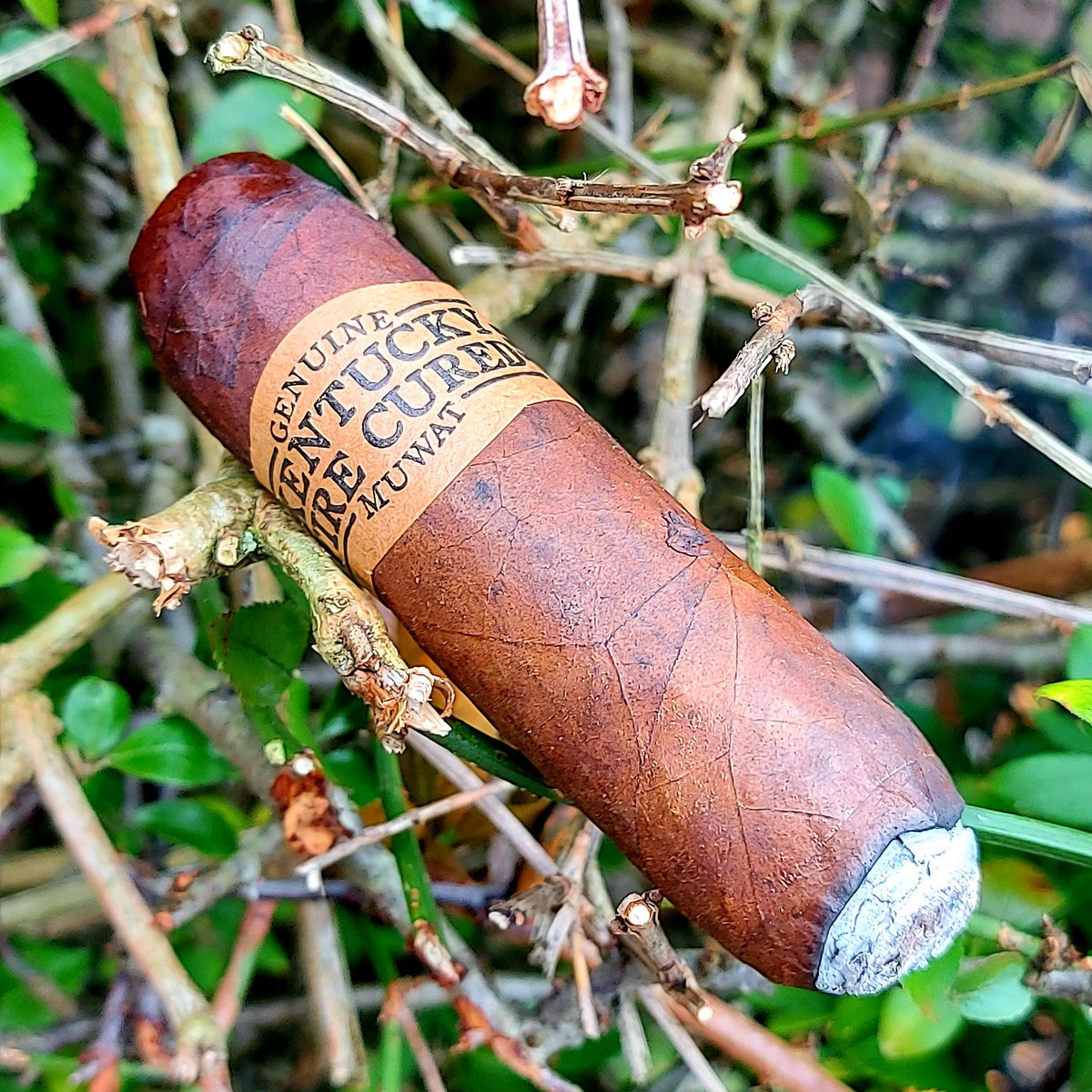 Een tevreden roker ....

#nowsmoking #cigaroftheday #drewestatecigars
#drewestatecigar
#drewestate
#kentuckyfirecured
#muwat