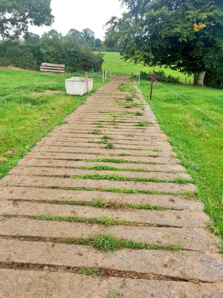 jordanmolloy22's tweet photo. On farm this morning with farmer who started up last year with 2 A5s. Decided to use railway sleepers for cow paths. On less trafficked cow paths, plan is to turn sleepers lengthways so path only will be 1.5m wide. https://t.co/2QbrztxPLN