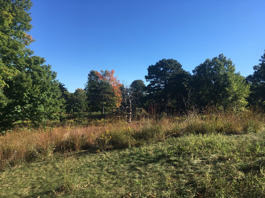 hawkowlR's tweet photo. Great to work w/ @birdingtoronto to place count teams across #Toronto for #GGLH2021! They've organized the #hawkwatch @ #HighParkTO's Hawk Hill for years๐ญ1st #BWHA reported 1926 https://t.co/Q65ZItKdD9 by @ROMtoronto! We've got 12 teams in the city so far & 50+ across #Ontario๐ https://t.co/6wfbtzGuZD