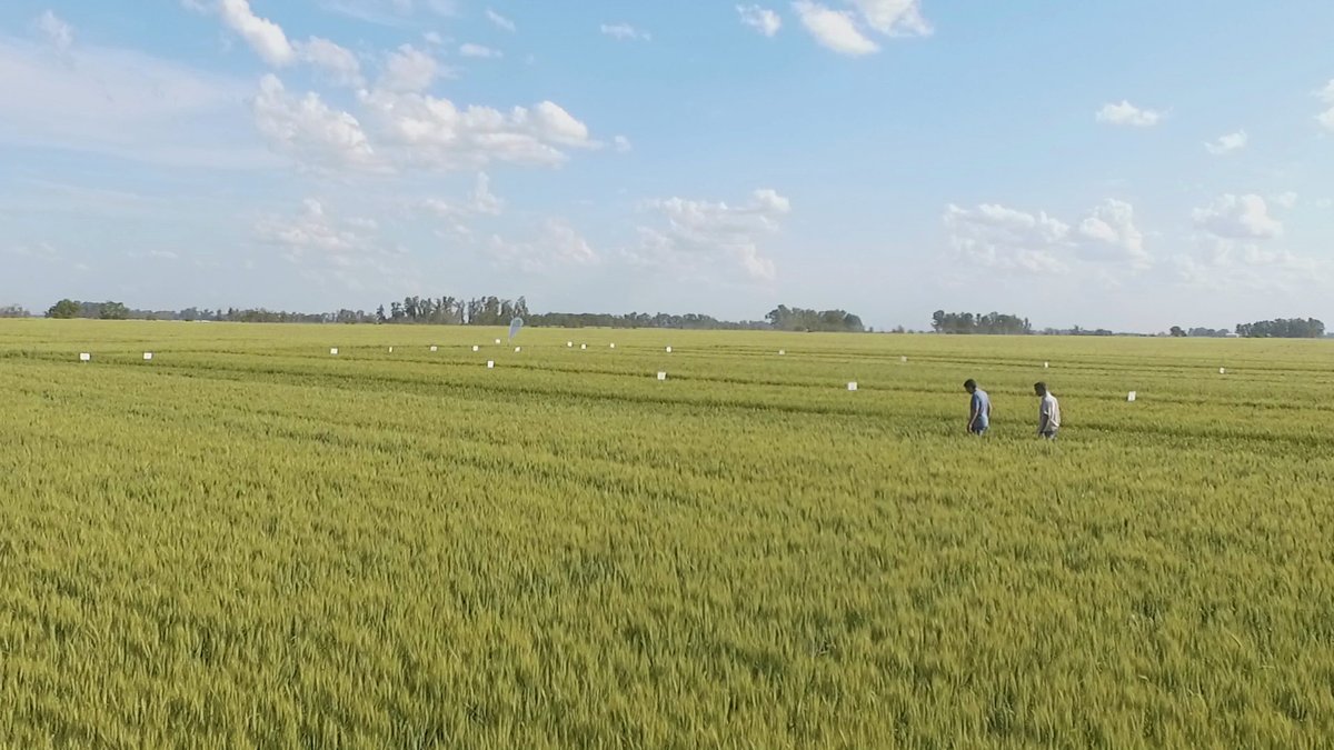 trybusagro's tweet photo. 👉Experimentación, capacitaciones y asesoramiento👈
👤Brindamos talleres de capacitación donde compartimos la información que generamos, acompañando las necesidades de cada empresa.
#trybus #9dejulio #ensayos #campo #agro #tipsagro #productosparaelagro https://t.co/tev2RAFYay