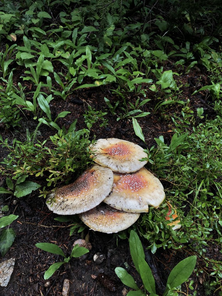 mushroom hunting!