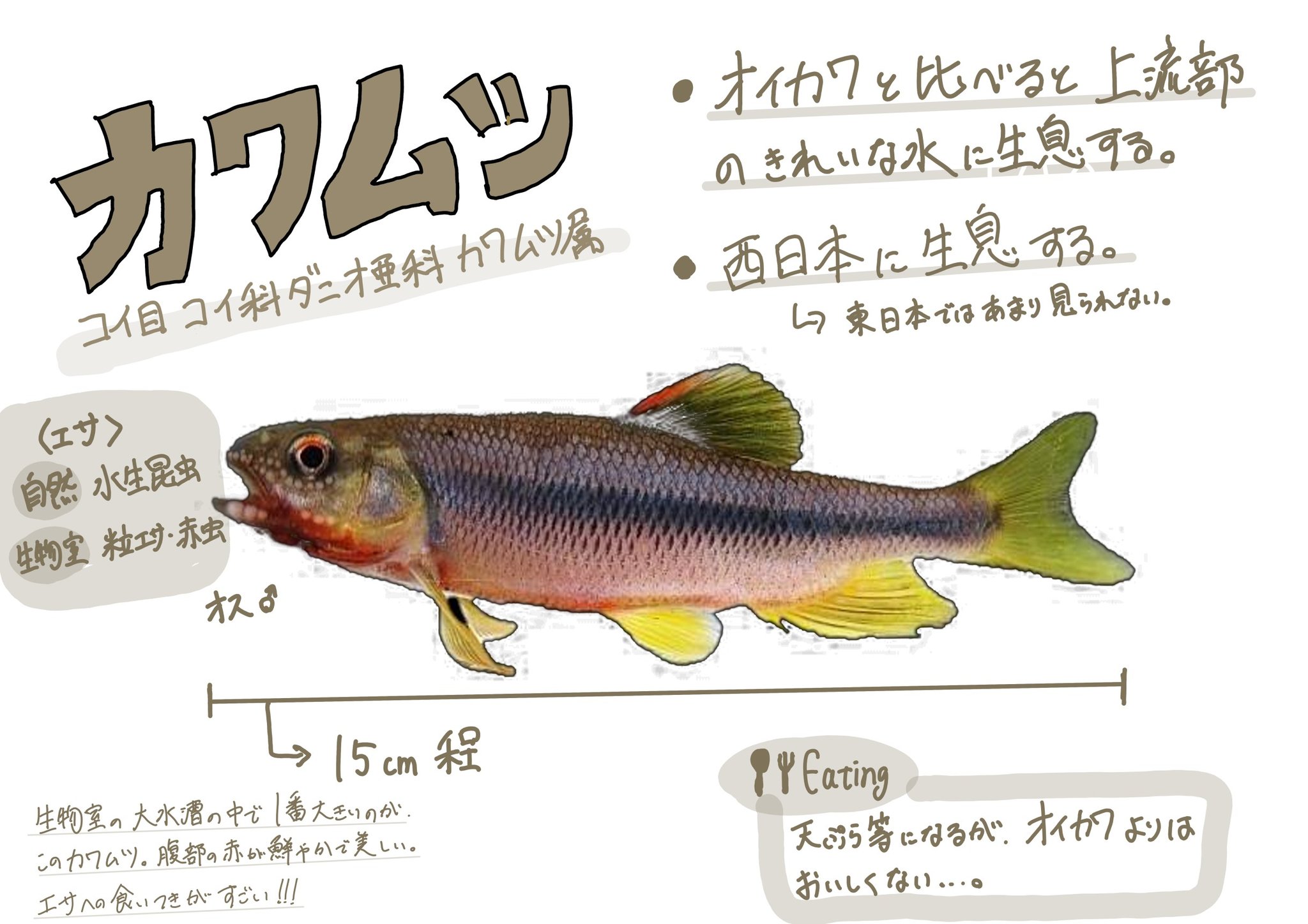 都立国立高校生物部 公式 飼育している日本淡水魚の説明です カワムツ T Co Naboct8ztn Twitter