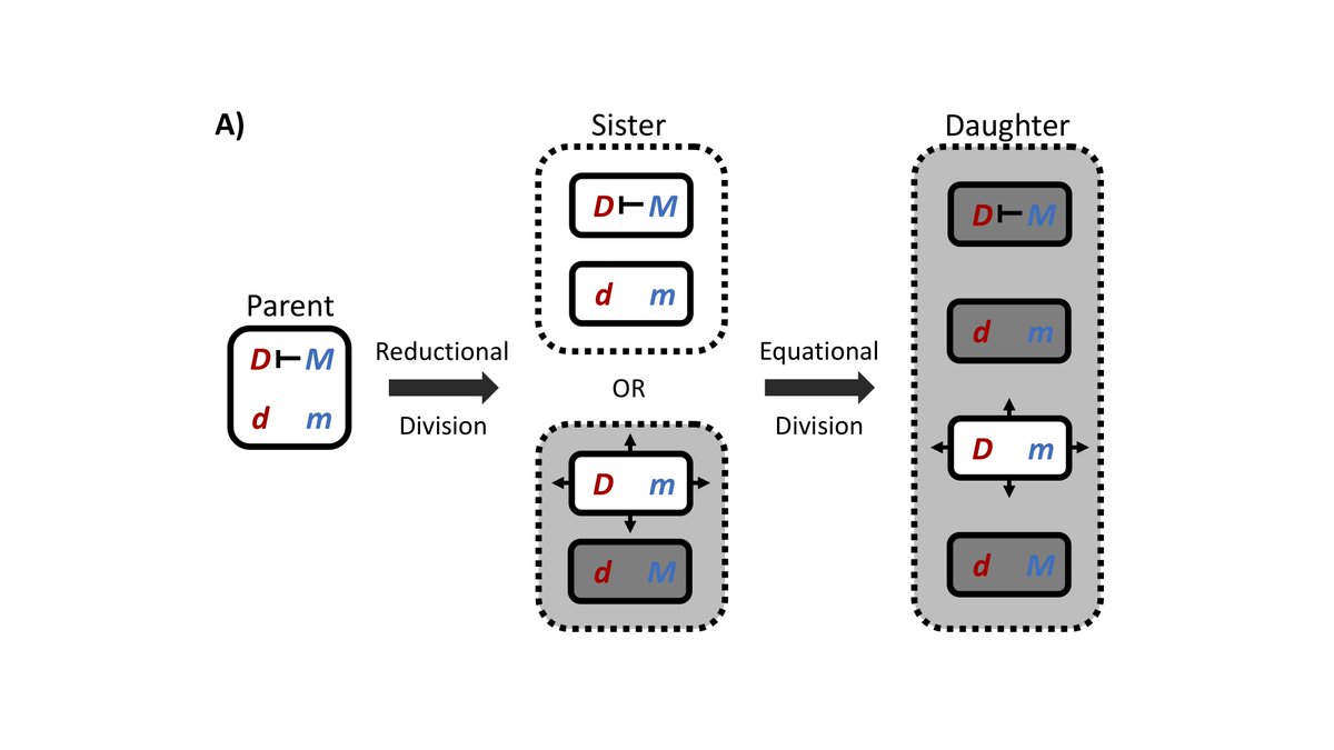 Evolution Letters (@evolletters) on Twitter photo Evolutionary robustness of killer meiotic drives onlinelibrary.wiley.com/doi/full/10.10… New <a href="/EvolLetters/">Evolution Letters</a> by <a href="/PGMadgwick/">Philip Madgwick</a> & <a href="/deltazbar/">Jason Wolf</a> #Genes #MeioticDrive #Evolution Evolutionary robustness of killer meiotic drives onlinelibrary.wiley.com/doi/full/10.10… New <a href="/EvolLetters/">Evolution Letters</a> by <a href="/PGMadgwick/">Philip Madgwick</a> & <a href="/deltazbar/">Jason Wolf</a> #Genes #MeioticDrive #Evolution