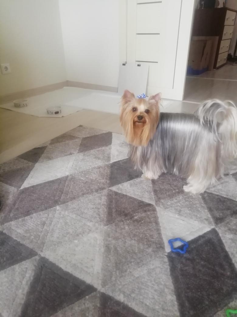 Stupid_Poetry's tweet image. Can&apos;t tune in to #ModPoLive @ModPoPenn today, but here&apos;s sweet baby Keks and his new haircut