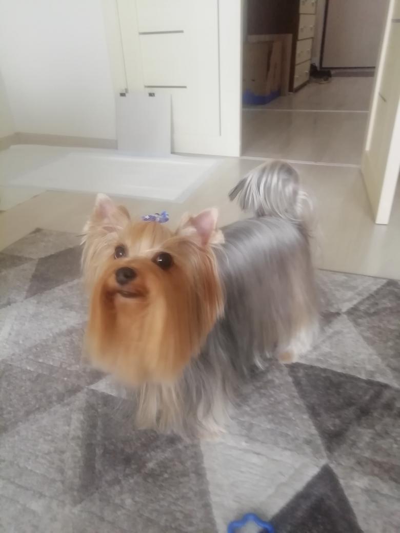 Stupid_Poetry's tweet image. Can&apos;t tune in to #ModPoLive @ModPoPenn today, but here&apos;s sweet baby Keks and his new haircut