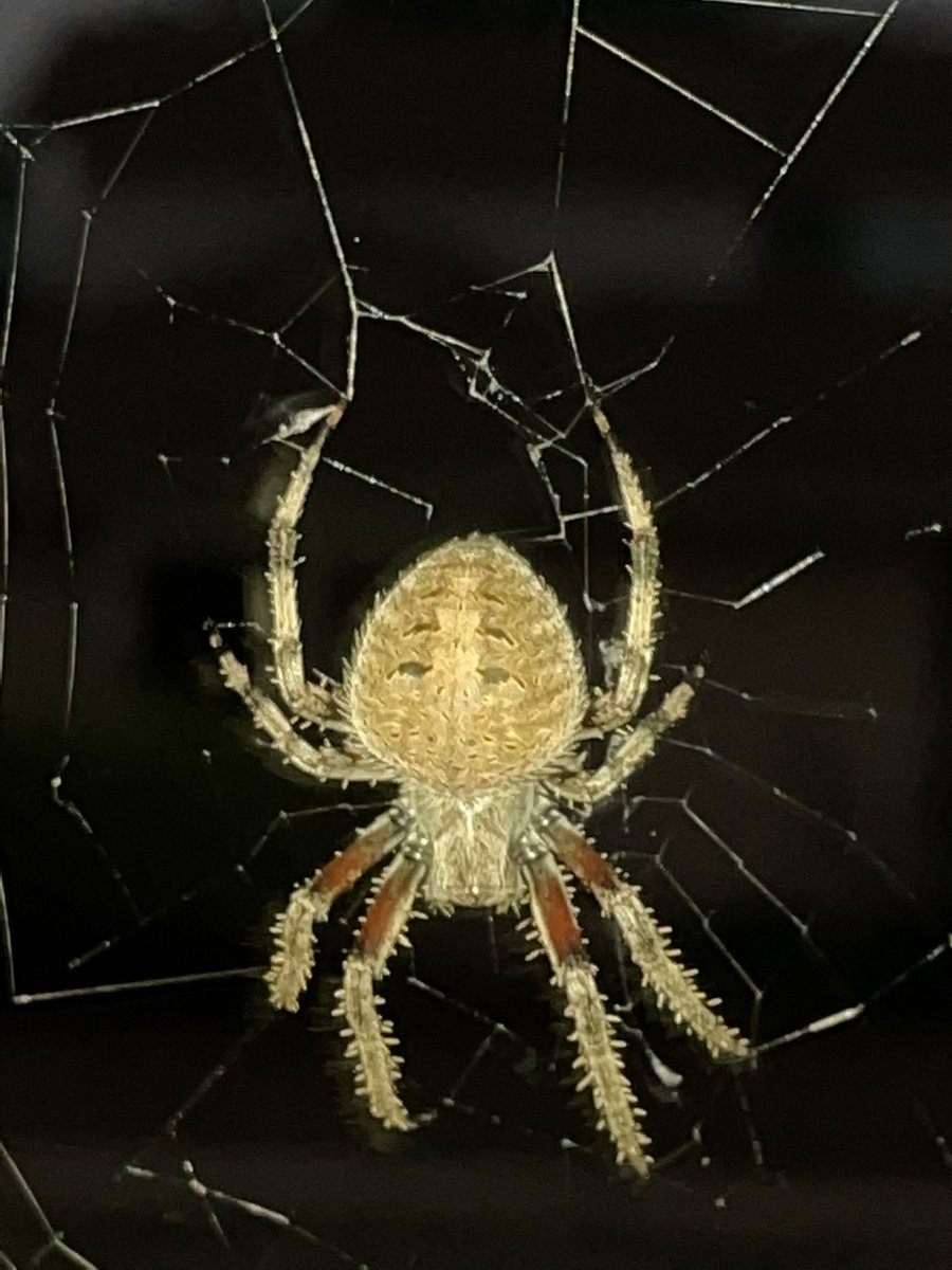 laurent pelletier tweet media