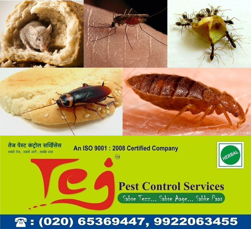Tejpestcontrol's tweet photo. We are professionally trained experts for pest control service in Pune, provide eco-friendly chemicals to eradicate pests which are not harmful for humans. Call 9922063455 https://t.co/4ssEFSCJFH

#PestControl Service #Bedbugs #Termite #CockroachControl #Hinjewadi #Hadpsar https://t.co/7eRknCbKtO