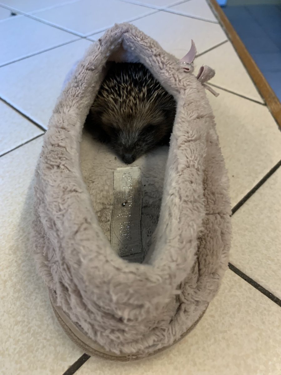 E_Manneh1's tweet photo. One of my (Bow Hedgehog SOS) recent arrivals. The finder didn’t have a box so brought him in a slipper! Weighed 96g on arrival but now 118g. #hedgehogs #wildlife https://t.co/GRFblJnwP8