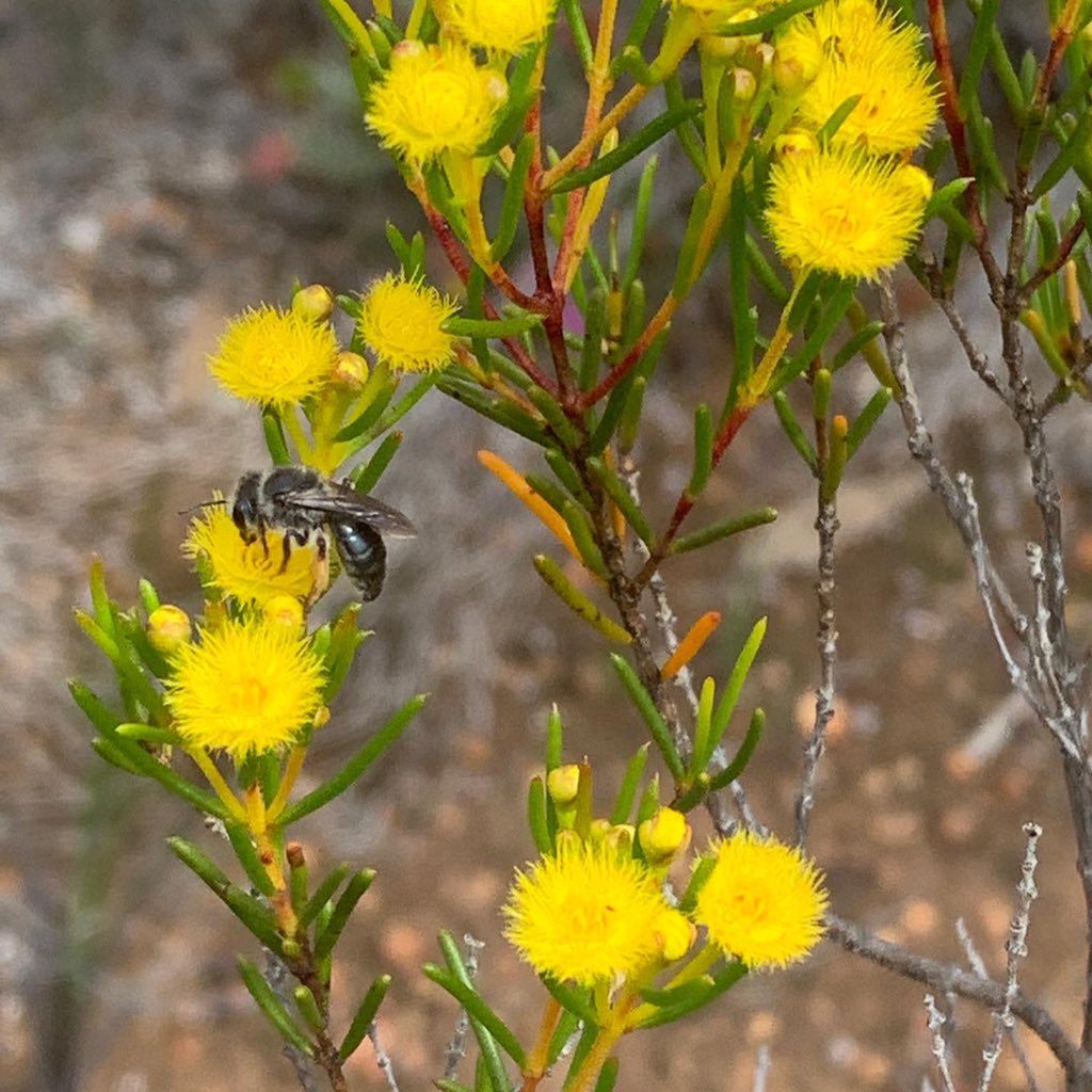 BeeBabette's tweet photo. #Leioproctus on #Verticordia spotted at #Ravensthorpe !
@ravensthorpewildflowershow #nativebees #BeeBabette #Colletidae #wildflowers #wildflowercountry #AustralianNativeBees #wildbees #solitarybees https://t.co/HdOy0TVW3X