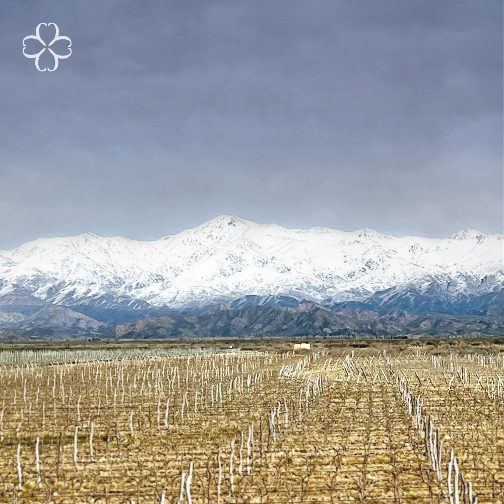 El paisaje del Valle de Uco despliega toda su belleza y amplitud en cada imagen. Ya terminados los trabajos de poda y atadura, tienen lugar los riegos y fertilizaciones más intensivos de la primavera. Los viñedos se preparan para recibir a los brotes que llegarán.

#vinacobos