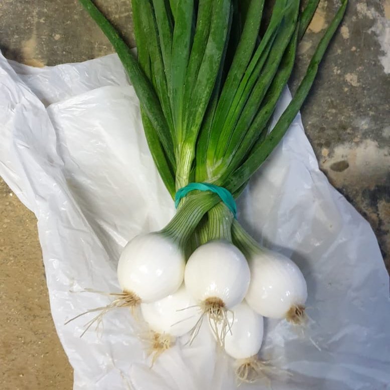 🧅Primeras cebollas con origen de microbulbos
💪En solo 32 días.

😍😍Estas son las primeras cebollas con origen en Microbulbos de la temporada, se tratan de microbulbos de cebolla de la variedad Nube.

📎 bejo.es/conoce-nuestro…

#MicrobulbosBejo
#ExploringNatureNeverStops