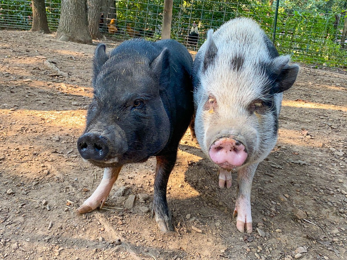 Sometimes we jostle for position to see who gets their photo taken first. 😋🐷 #marypiggins #petpigs #petsontwitter