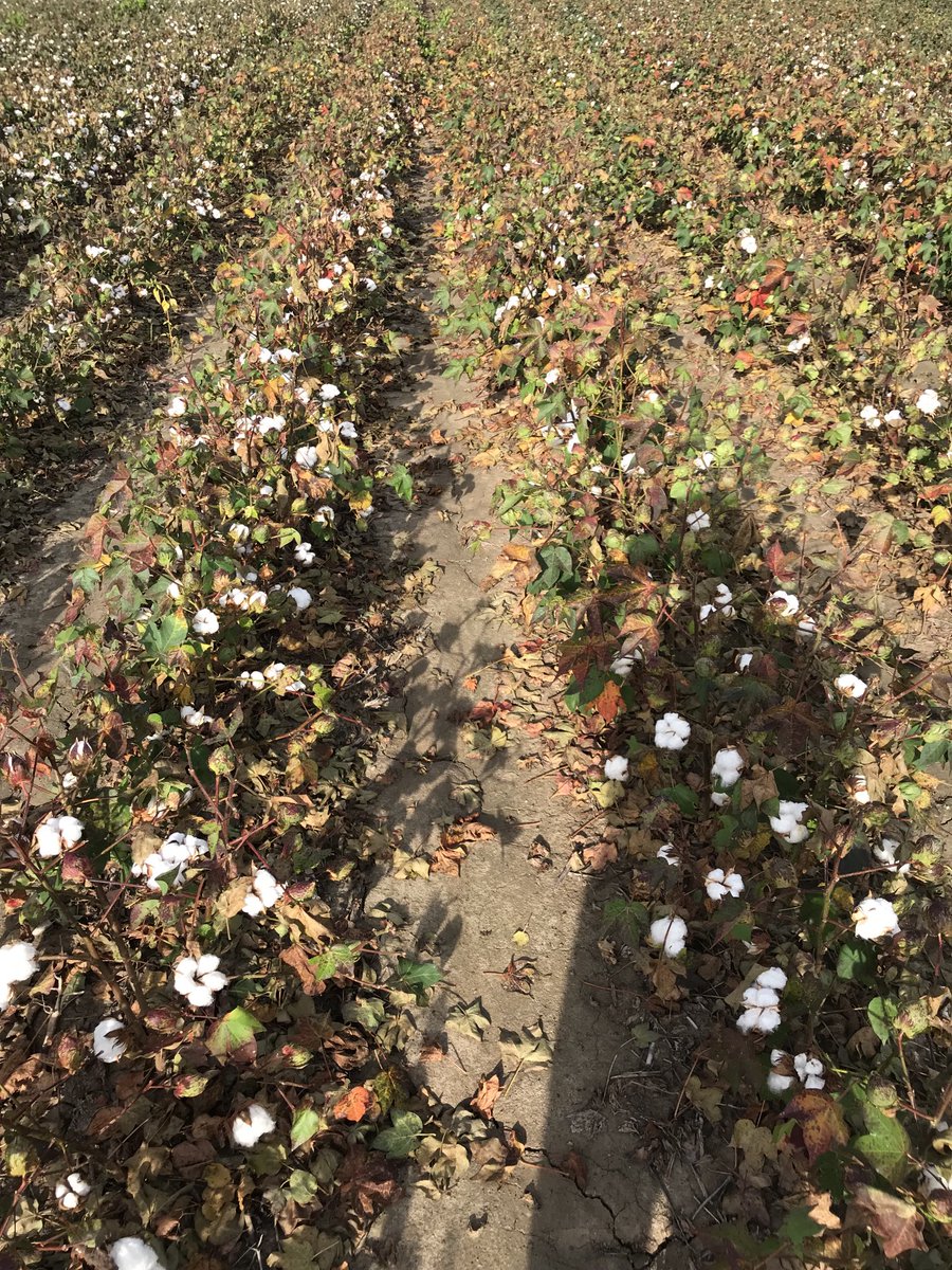 With night time temps in the mid 60°a tank mix of 6-8oz of Folex with your TDZ can move things along in first application vs TDZ &amp; Ethophon alone.