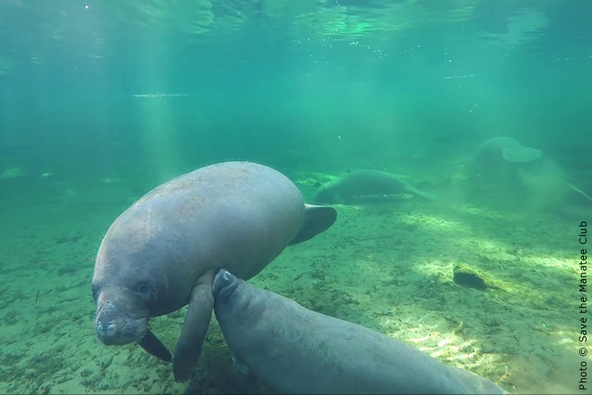 savethemanatee's tweet photo. It's a Fact!
Manatee calves nurse from mammary glands located behind the flipper of the mother. There is a mammary gland behind each flipper, so the mother can nurse two calves at once!
#manateefact
Find more fact at: https://t.co/8DspBpm8jq https://t.co/FXu3y9MhvR