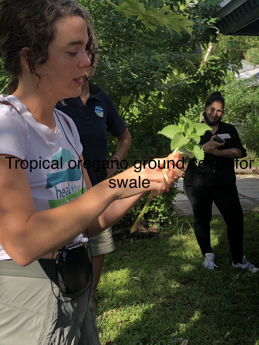 Teach954's tweet photo. Learning never stops! Another lesson in abundance for “me” for Sustainable Florida gardening. Today we plant! #teacherwillreturn #studentsgetready @GlobalCitiesOrg @BrowardEnv @BrowardGlobalS1 @AttucksMS https://t.co/YePcGeFMwz