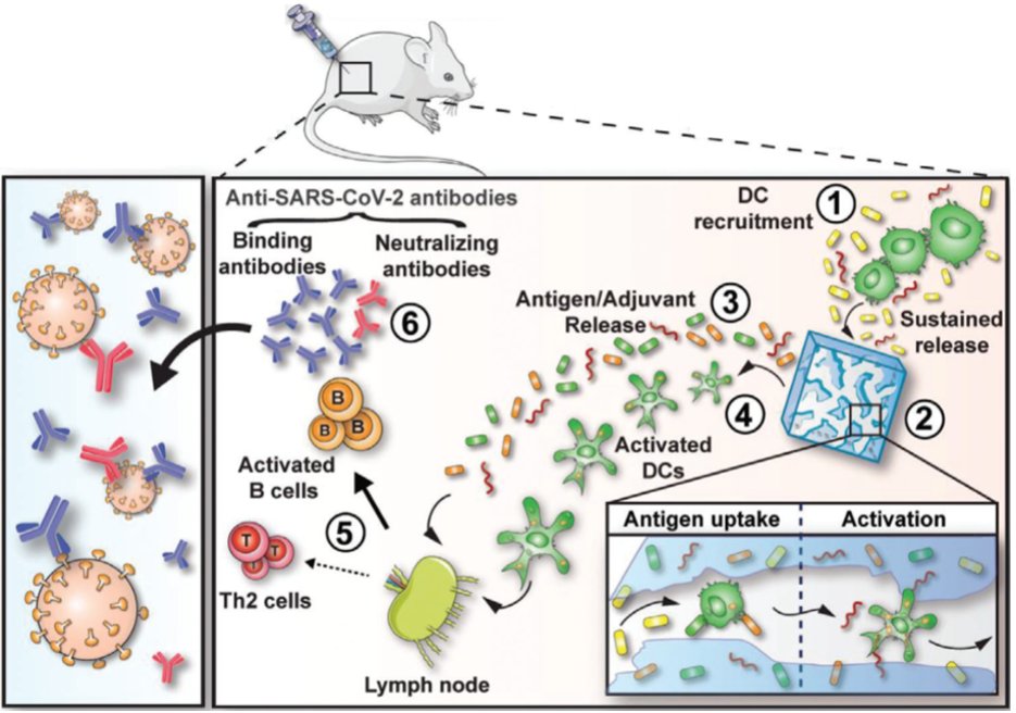 bencheriflab (@bencheriflab) on Twitter photo We recently published “Biomaterials and oxygen join forces to shape the immune response and boost COVID-19 vaccines” in Advanced Science! <a href="/Northeastern/">Northeastern U.</a> <a href="/NortheasternCOE/">Northeastern COE</a> <a href="/NU_ChemE/">Chemical Engineering at Northeastern University</a> @AdvSciNews We recently published “Biomaterials and oxygen join forces to shape the immune response and boost COVID-19 vaccines” in Advanced Science! <a href="/Northeastern/">Northeastern U.</a> <a href="/NortheasternCOE/">Northeastern COE</a> <a href="/NU_ChemE/">Chemical Engineering at Northeastern University</a> @AdvSciNews