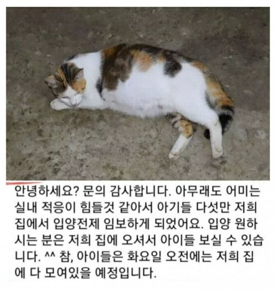 anonymity_4's tweet photo. 캣맘 근황..
막 새끼 낳은 길고양이 발견해서 어미는 길바닥에 버려두고 새끼들 납치해서 판매함
내가 볼때는 동물학대 같은데 냥인지감수성이 부족한걸까... ㅋㅋ https://t.co/9Z56hxjykc