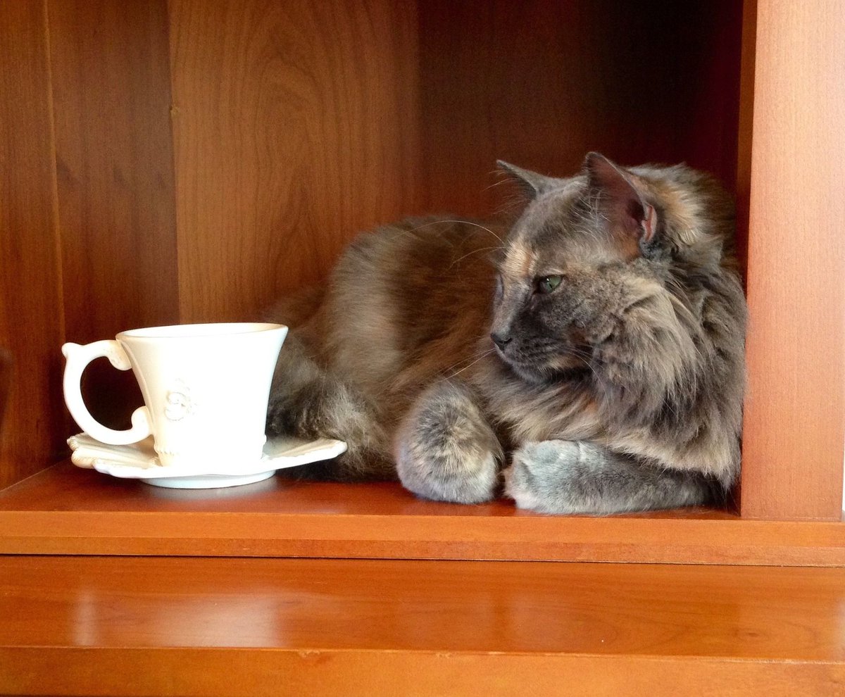 Коту можно чай. Животные и чай. Котик и чай. Кошка и кофе. Британский кот и чашка чая.