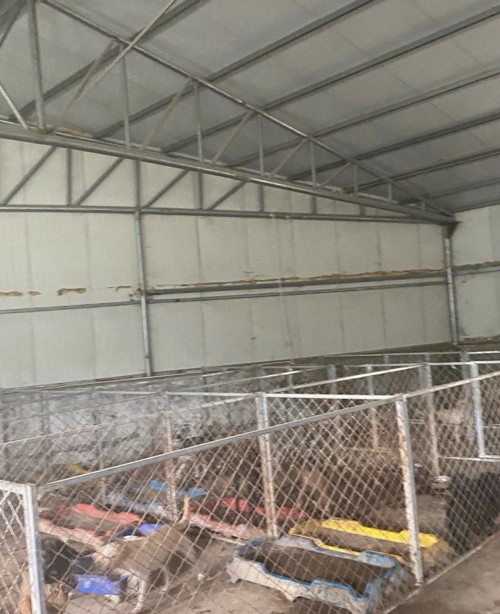 zoelondondj's tweet photo. 🆘 EMERGENCY APPEAL 🆘 
the shelter Slaughterhouse Survivors in China that saved my corgi, Sushi, is in a state of emergency. a shelter 12 hours away sadly had its owner pass away, leaving they think around 3,000 dogs with no food and no way of paying the bills needed. cont. https://t.co/dwXt9l3ewn