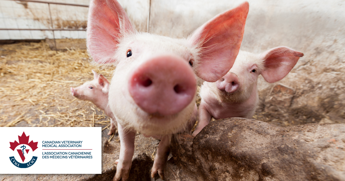 Sask Vets tweet media