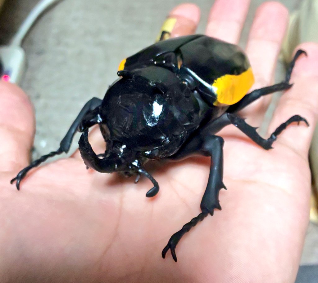 現地では害虫！ カブトムシガチャのカブトムシ黒をヒメゴホンヅノ