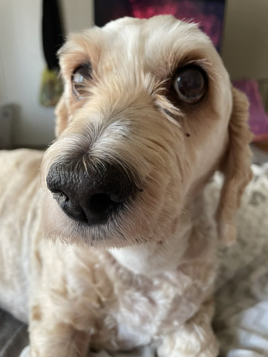 JossiAtheist's tweet image. #SnootABoop Who wants to Boop the snoot of a cockapoo?